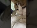 避雷这种只会撒娇的小猫！原来是猫发的视频 小猫咪能有什么坏心眼