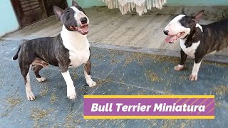 Bull Terrier Miniatura (Mini Bull)  Joaquin e Merida, pai e filha campeões