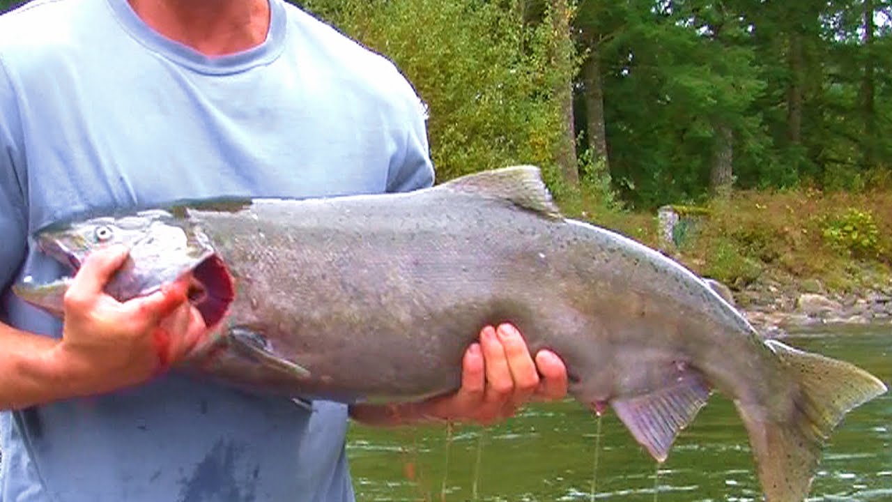 Vedder River Fishing Report BIG SALMON Run Oct 17 - YouTube