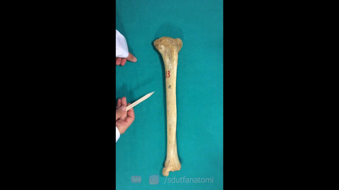 Tibia