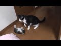教育熱心な母猫に何故か怒られる子猫