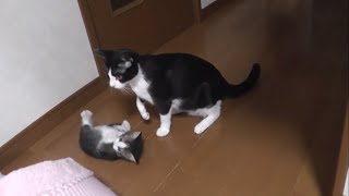 Kittens getting shouted at by a strict mommy cat... for some reason...