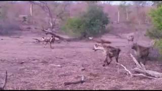 Wild Dogs vs Hyena