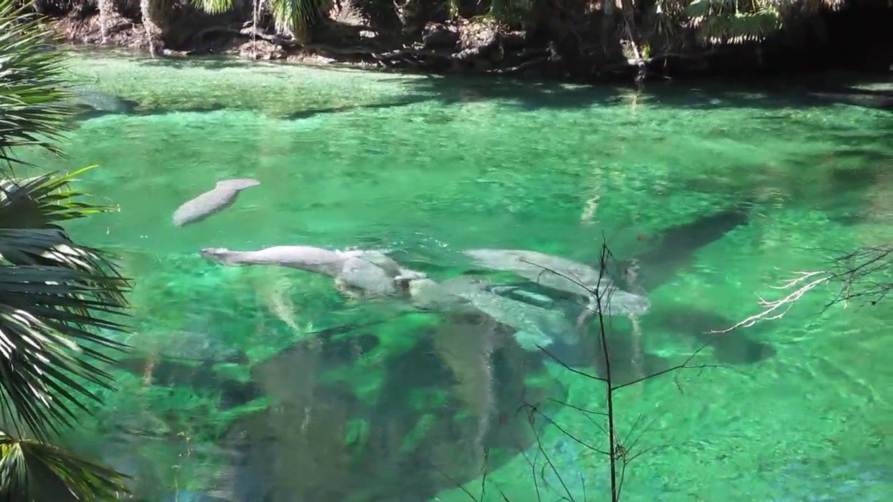Blue Springs State Park, Florida Manatee 🧚 Pixie Dust Adventures - YouTube