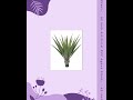 42 inch Artificial PVC Agave Plant for Indoor and Outdoor