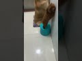GUESS WHO? 🐶 Who’s the tiny criminal behind this shoe disaster? #funny #cutedogs #shorts