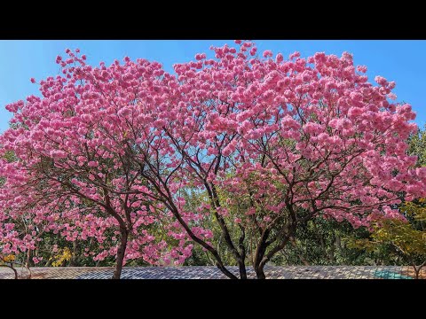 紅花風鈴木&九重葛盛開&變色的大葉欖仁[高雄]