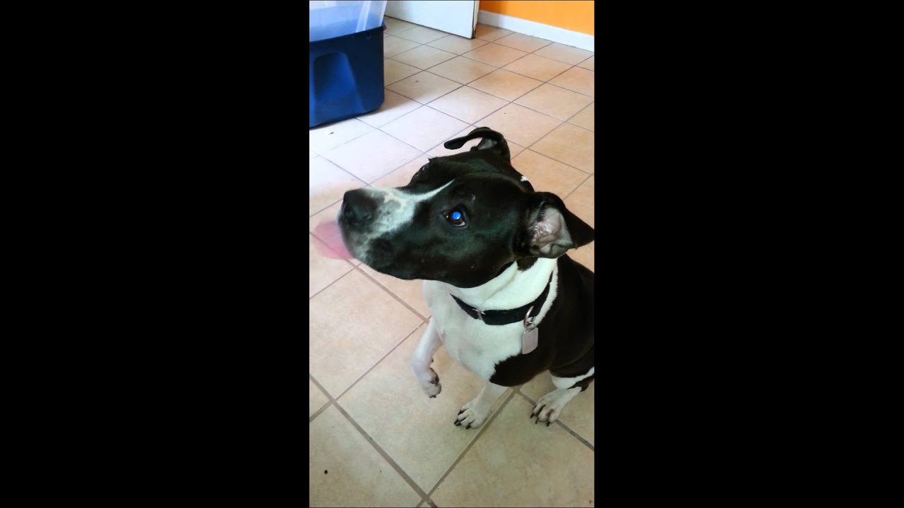 pitbull eats pizza like a person