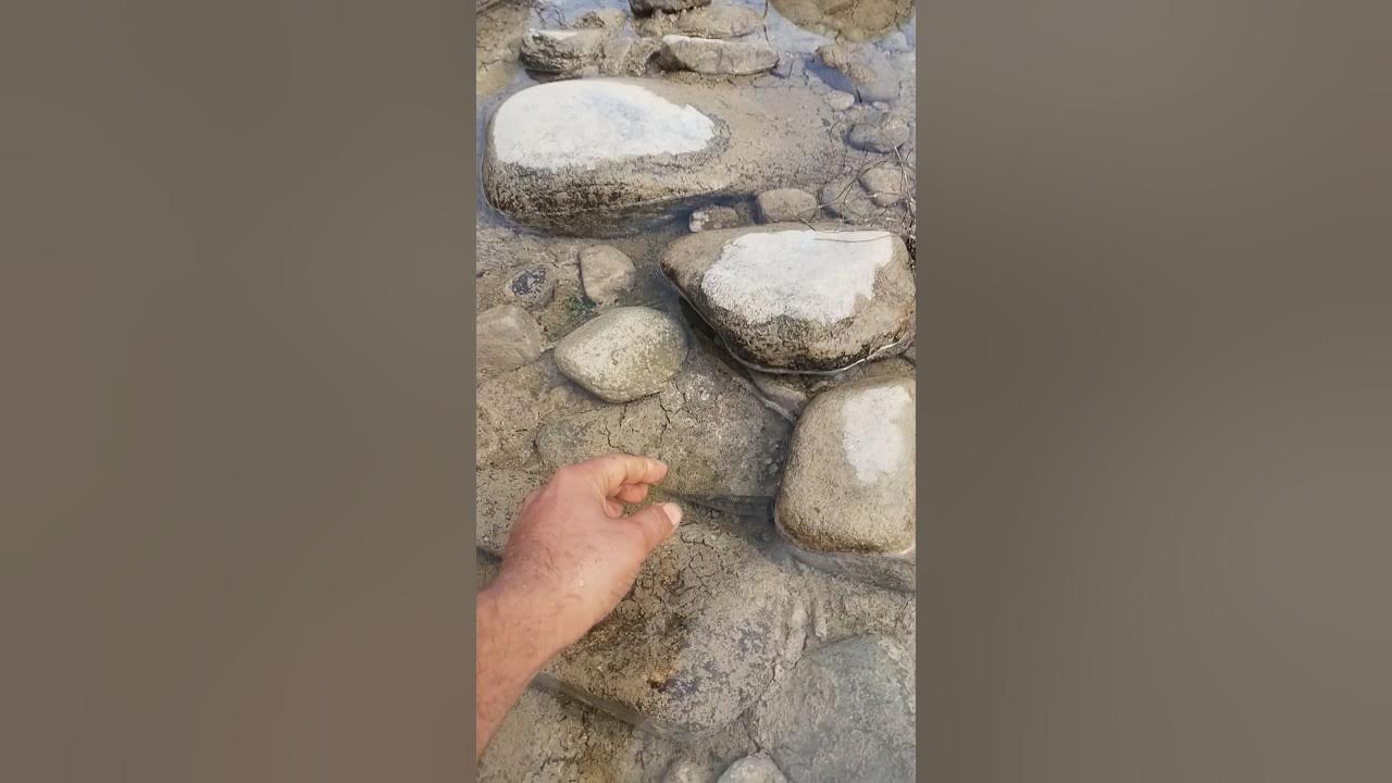 Rivar fish catching trick ! fish catching trick ! shorts fishing