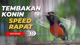 MASTERAN KONIN GACOR: Tembakan Speed Rapat Full Isian