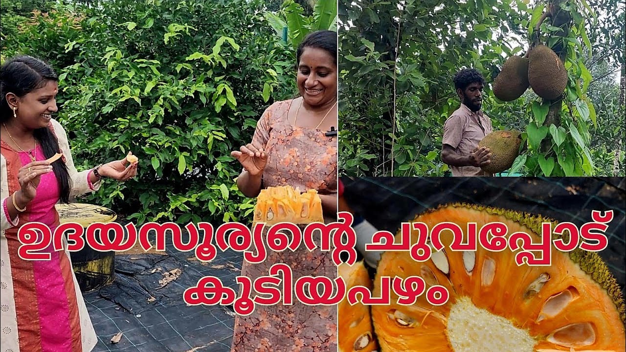 ഉദയസൂര്യന്റെ ചുവപ്പോടു കൂടിയ പഴം (Dang Surya jack )