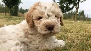 LAGOTTO ROMAGNOLO:  Romagnol Water Dog, Country of origin:  Italy.