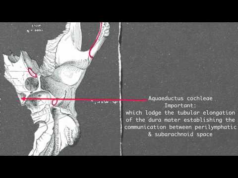 Petrous part of temporal bone - YouTube