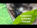 Новости о колонии жнецов | Чем кормить муравьев?