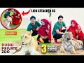 Dubai private zoo  lion attacked us  niloy alamgir  tasnuva hridi