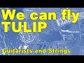 We can fly/チューリップ/TULIP