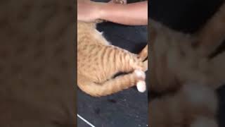 Don’t over pet me! Petting aggression #cutecat #catlove #gingercat