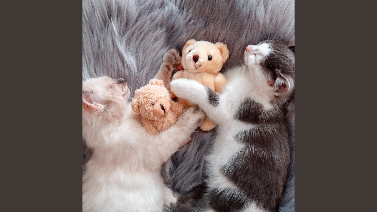 Gentle Echoes for Cat Serenity