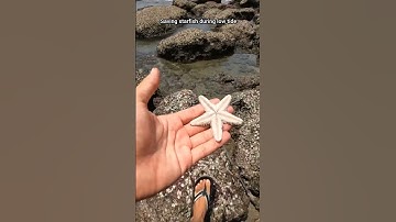 Thumbnail of A happy ending- watch the inspiring rescue of these stingray fish 🥺#shorts