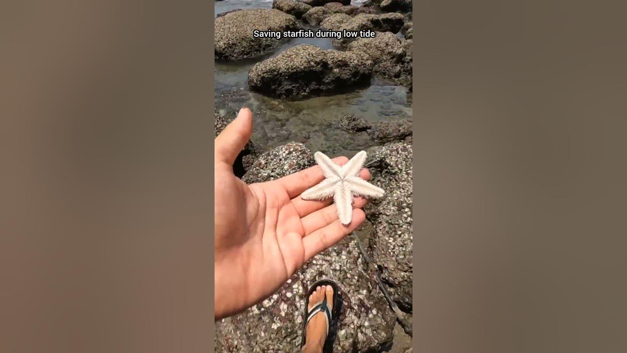 A happy ending- watch the inspiring rescue of these stingray fish 🥺#shorts