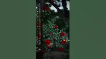 حالات وتس اب كتبتك غنوه على بابي 