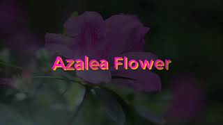 Download Mp3 If you see the flower of azalea in your dream  | Dream Interpretation & Dream Meanings Gudang lagu Download Mp3 If you see the flower of azalea in your dream  | Dream Interpretation & Dream Meanings