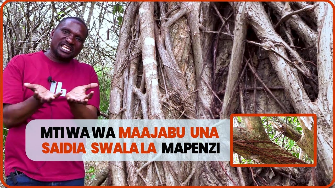 DR.SULLE UJUE MTI UNAO WEZA  KUKUFANYA USIACHANE NA MWENZA WAKO/MG'ANG'ANA MAAJABU MAKUBWA HAYA