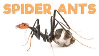 Ant Room Tour | Spider Ants