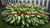 Dividing and Potting Stored Cannas - YouTube