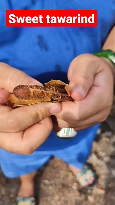sweet tamarind asam jawa manis #sweettamarind #asamjawa