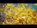 3 Hours of Enchanting Autumn Nature Scenes - Relaxing Piano Music for Stress Relief