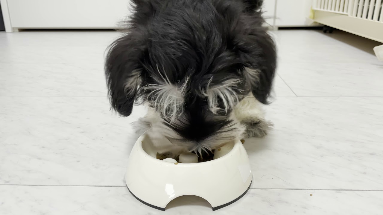 【ASMR風】子犬がひたすらご飯を食べる動画&おまけ【ミニシュナ】 YouTube