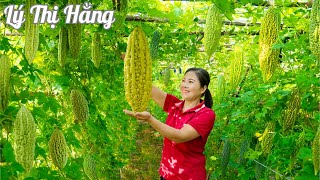 Harvesting Bitter Melon & Go to the Market Sell - Harvesting & Cooking || Ly Thi Hang Daily Life