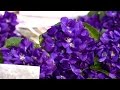Provence  cest la saison de la violette 
