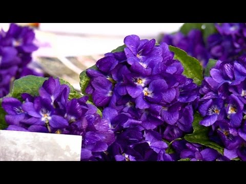 Provence : c'est la saison de la violette ! - thptnganamst.edu.vn