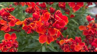 How to Grow & Care for Wallflowers (Erysimum) | Perennial Garden