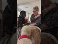 Therapiebegleithunde Aschaffenburg #josera #joserapetfood #hund #petfoodwithpassion #therapydog