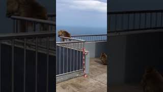 Gibraltar Monkey fight