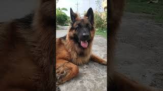 German shepherd recation #shortvideo #germanshepherd ,#germanshepherd