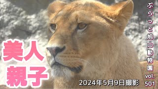 《旭山動物園ライオン&トラ》大人気ダンボールと遊ぶ美人3姫。丸太にまたがるレイにキュン。トイオファミリーvol501/Three lion princesses who love cardboard