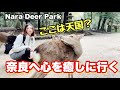 外国人が早朝奈良公園に行った結果。感動で涙が出そう。【一人女子旅】外国人の反応