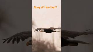 Sony A1 too fast?