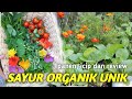 PANEN SAYURAN ORGANIK UNIK | Harvesting unique and organic vegetables from my backyard garden