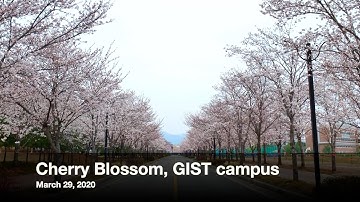GIST campus, full of cherry blossom