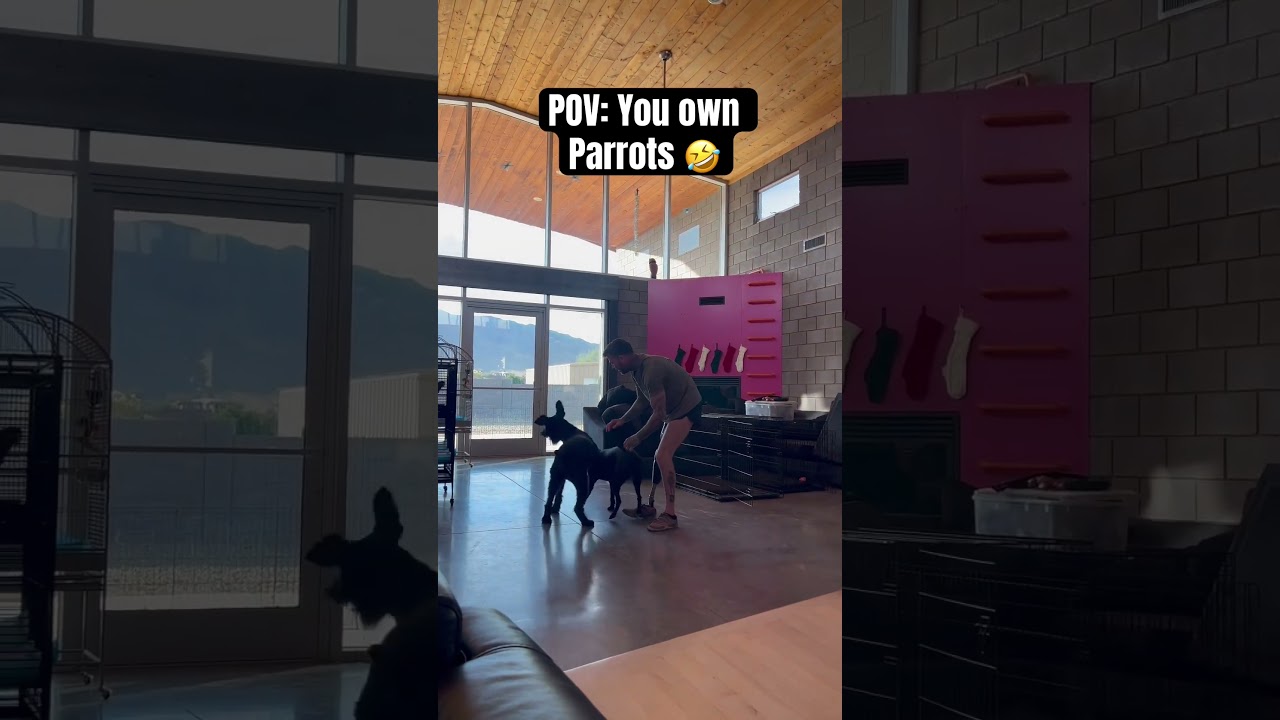 Where my bird people at? #shortsfeed #shortsvideo #parrot