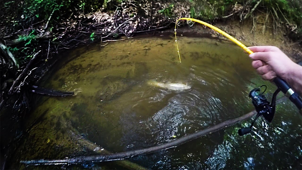 Сюрприз: стальноголовый лосось пойман в ручье Тини во время ловли форели