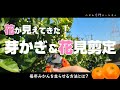 【４月下旬】みかんの花見剪定は大規模農家より、一般家庭向き！