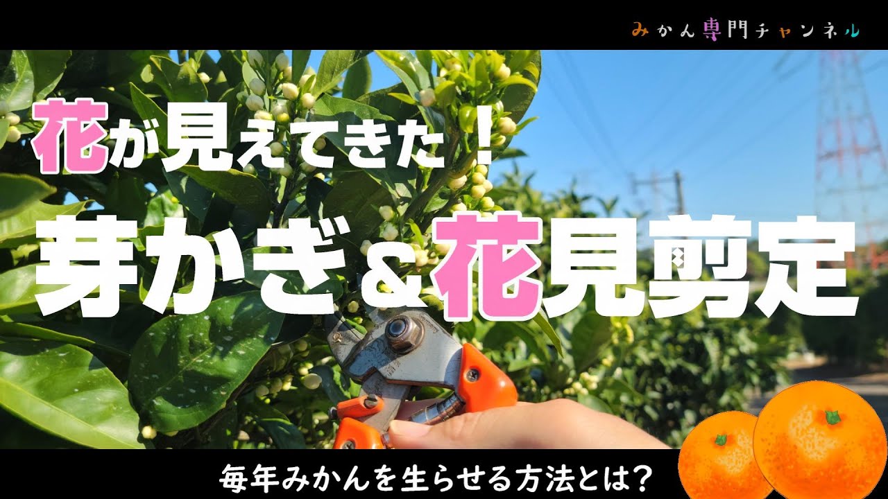 Late April] Cherry blossom pruning for mandarin oranges is more