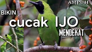 Cucak Ijo Susah Turun?? Gunakan Suara ini