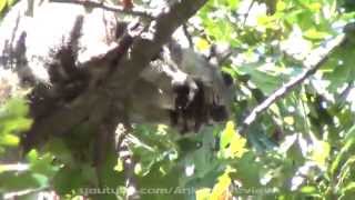 Squirrel Eating a Nut on a Tree  Zoom Camera Video
